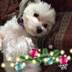 Meet your Posher, Elena